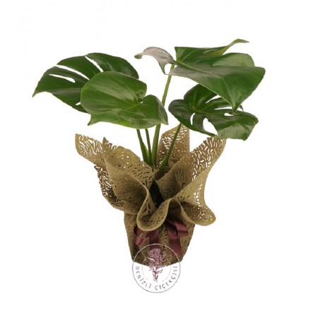 Deve Tabanı (Monstera)